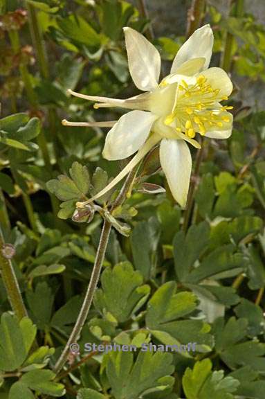 aquilegia pubescens 5 graphic